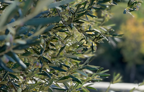 Sofranızdaki saf doğallık